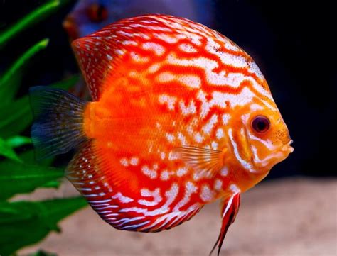 Discus Fish care Care Guide for the king of the aquariums