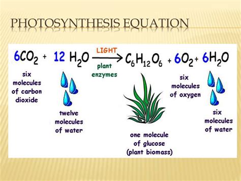 Which Of These Equations Best Summarizes Photosynthesis?