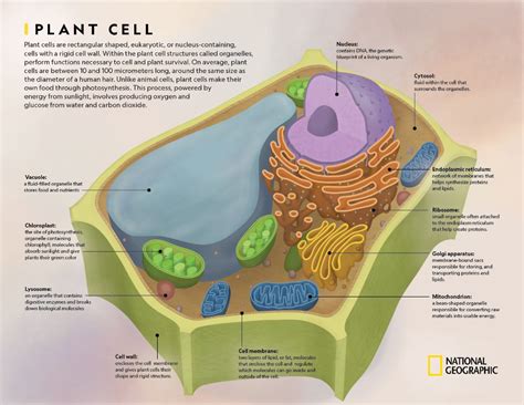 Cell Organelles by Kaylee Cox