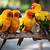which parrots are the most affectionate