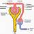which process in the nephron is least selective