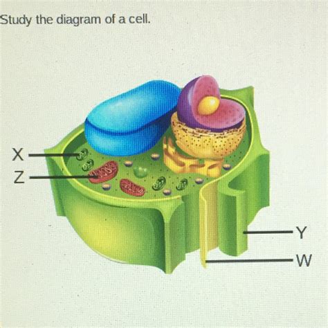 Which Structures Are Found In Both Plant And Animal Cells W And X And Z X And Y Y And Z
