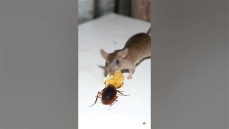 which animal eats itself when hungry