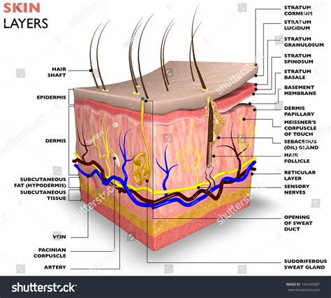 Which Answer Has The Layers Of The Skin In Order From Superficial To Deep