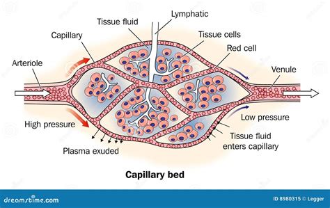 Which Are Components Of A Capillary Bed