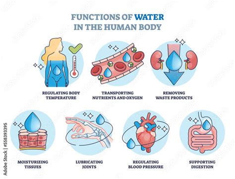 Which Are Functions Of Water In The Body Select All That Apply