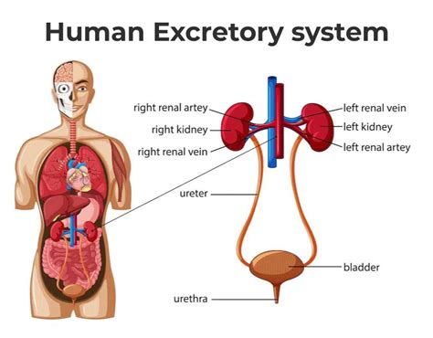 which are structures of the excretory system select four options