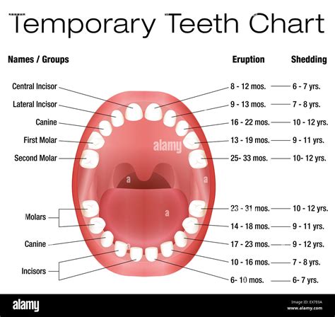 Which Are Temporary Teeth