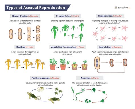 Which Are The Different Types Of Asexual Reproduction Methods Write One Example For Each