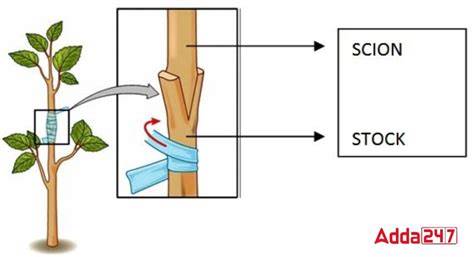 Which Artificial Propagation Method Incorporates The Use Of Stock And Scion