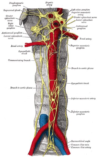 which axons could be found within an autonomic plexus