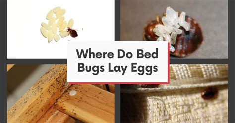 Which Bed Bugs Lay Eggs