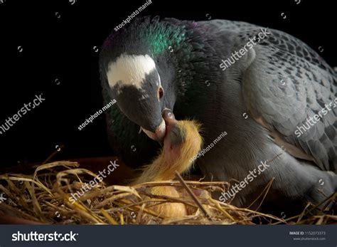 Which Bird Feeding Milk