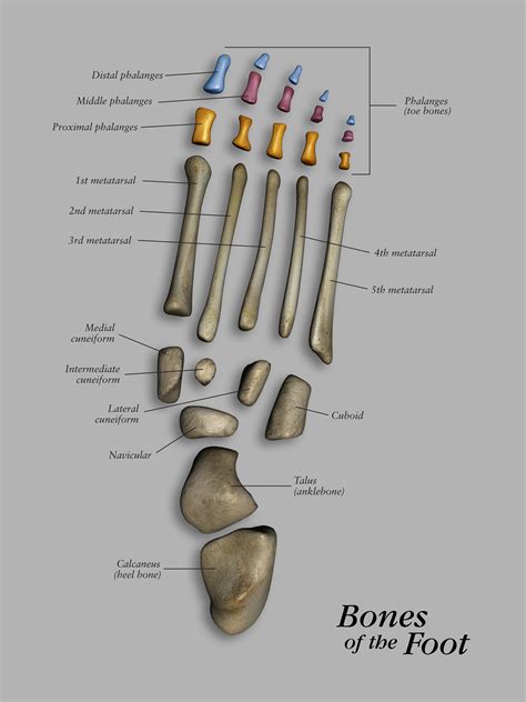 which bone is not found in the foot and toes