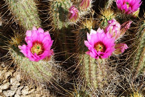 Which Cactus Grow Flowers