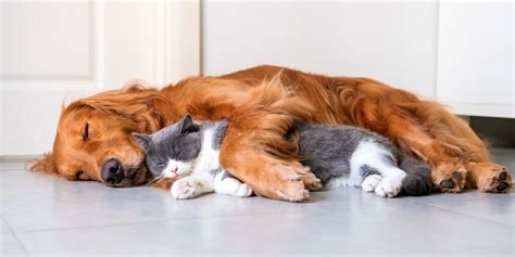 Which Cat Breed Is Best With Dogs