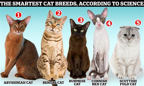 which cat breed should i get