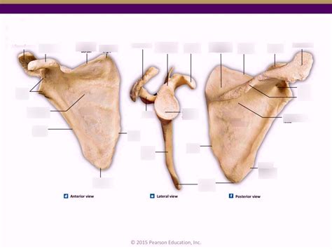 which classification of bone is the scapula quizlet