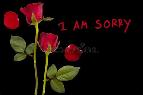 Which Colour Rose For Sorry