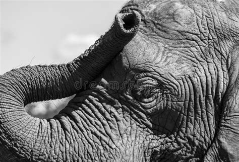 Which Direction Should Elephant Trunk Face