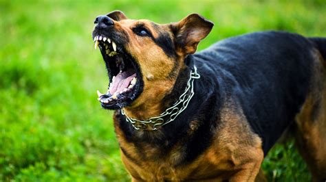 which dog is the most dangerous breed