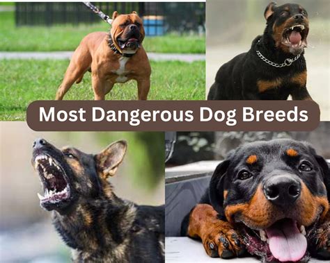 Which Dog Very Dangerous