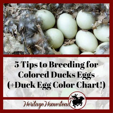 Which Ducks Lay Colored Eggs