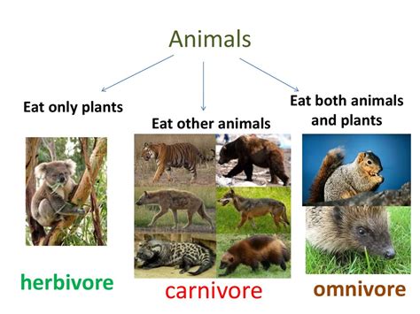 Which Eats Plants And Animals