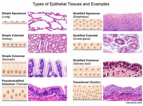 which epithelial type is highlighted