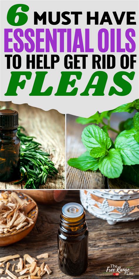 Which Essential Oils Get Rid Of Fleas