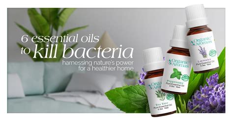 Which Essential Oils Kill Bacteria
