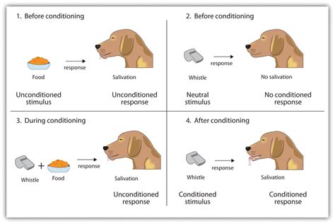 which experiment is an example of classical conditioning