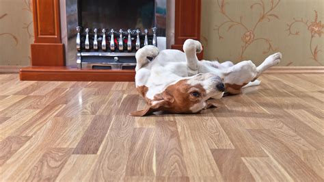 which flooring is best for pets