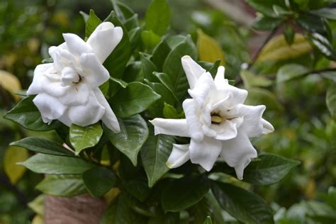 Which Flower Is White And Fragrant
