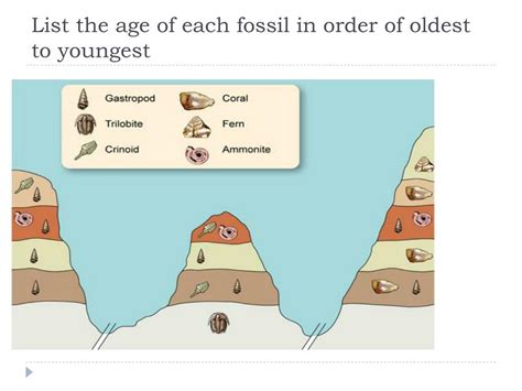 Which Fossil Is The Oldest Which Fossil Is The Youngest