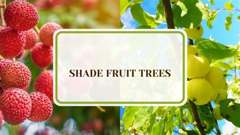 Which Fruit Tree Grows In Shade