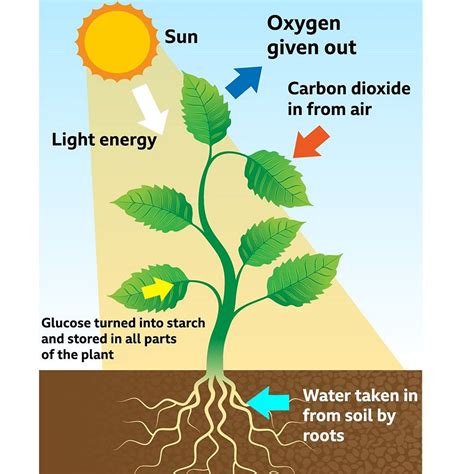 Which Gas Do Plants Use To Make Food During Photosynthesis