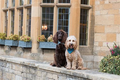 Which Hotel Chains Allow Dogs Uk