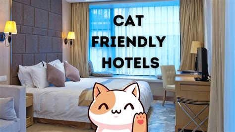 Which Hotels Allow Cats