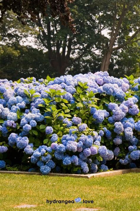 Which Hydrangea Is Best In Shade
