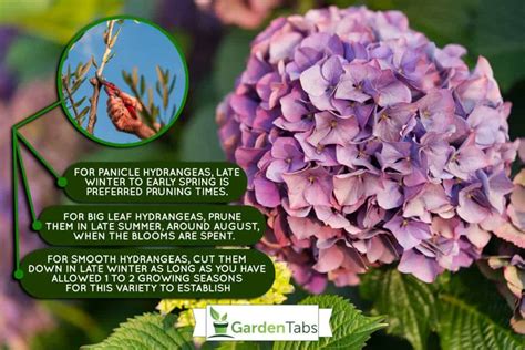 Which Hydrangeas Do You Cut Back