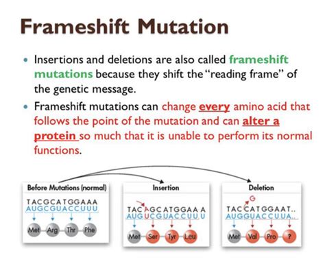 Which Is A Frameshift Mutation Quizlet