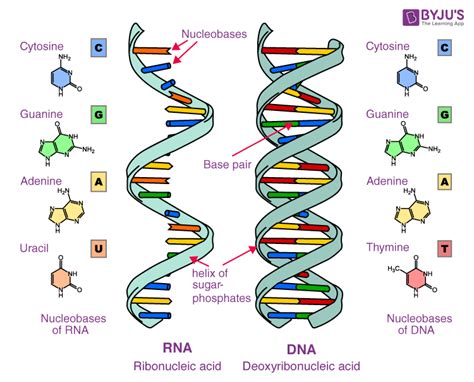 Which Is A Function Of Nucleic Acids Quizlet
