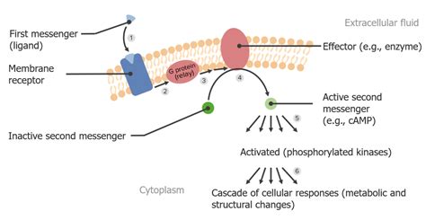 Which Is A Second Messenger