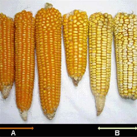 Which Is Active In Maize