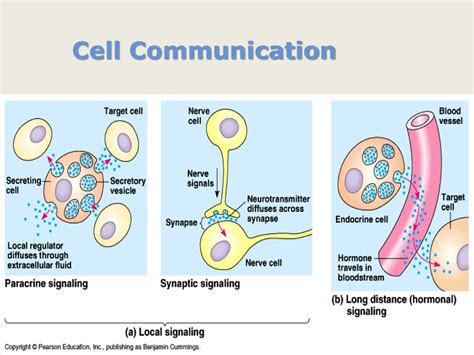 which is an example of direct cellular communication