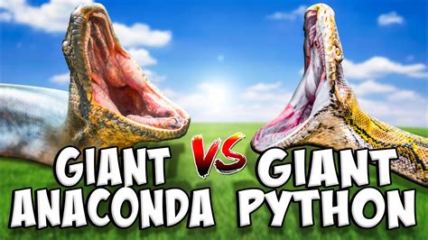 which is bigger between python and anaconda