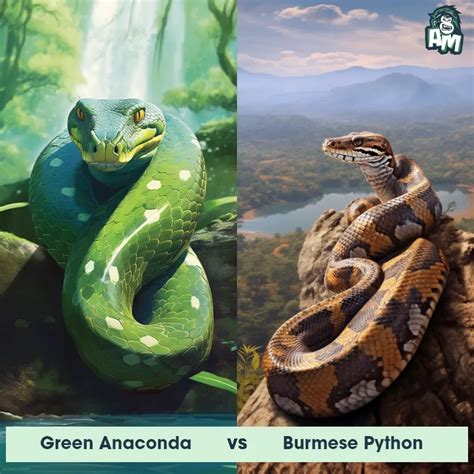which is bigger burmese python or anaconda