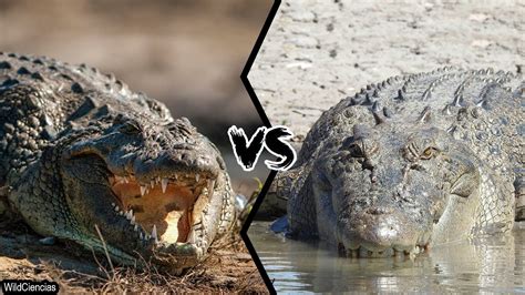 which is bigger saltwater or nile crocodiles