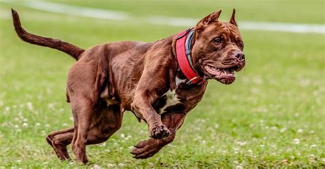 which is more dangerous pitbull or bulldog